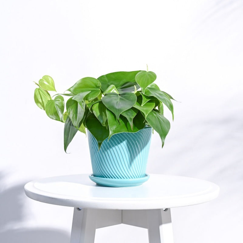 Radiant Spiro Ceramic Pot | 5x4 Inch Terquess Blue