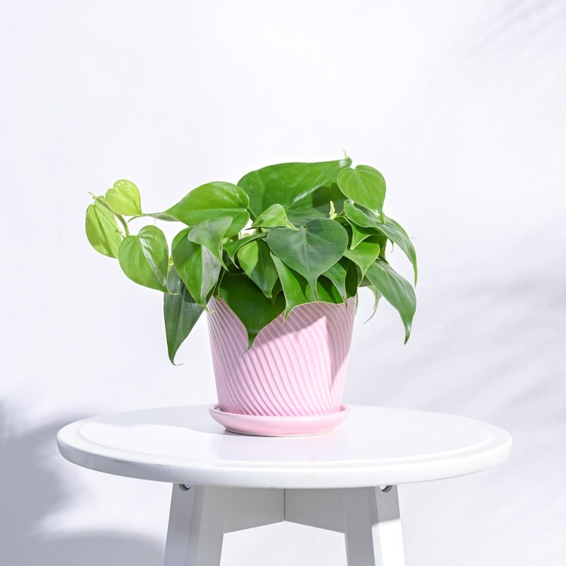 Radiant Spiro Ceramic Pot | 5x4 Inch Crepe Pink