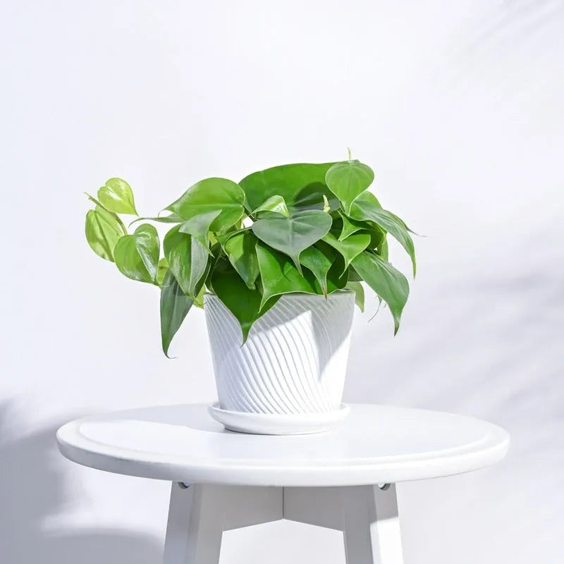 Radiant Spiro Ceramic Pot | 5x4 Inch White