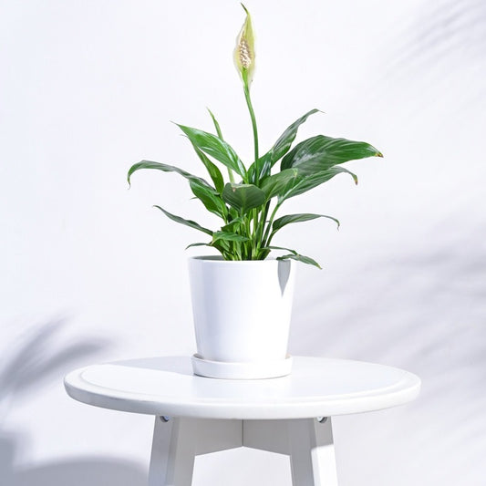 Table Top Ceramic White  Pot  | 4x5 Inch Default Title
