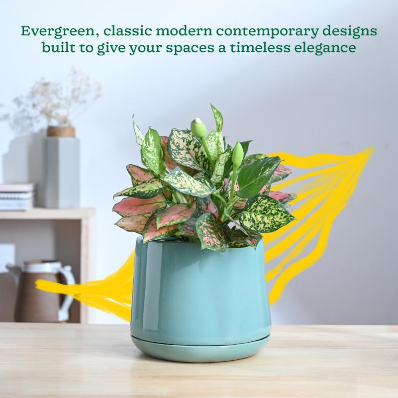 Monsoon Medley Medium Ceramic Planter | 9 x 9 inches | 'Only Planter'