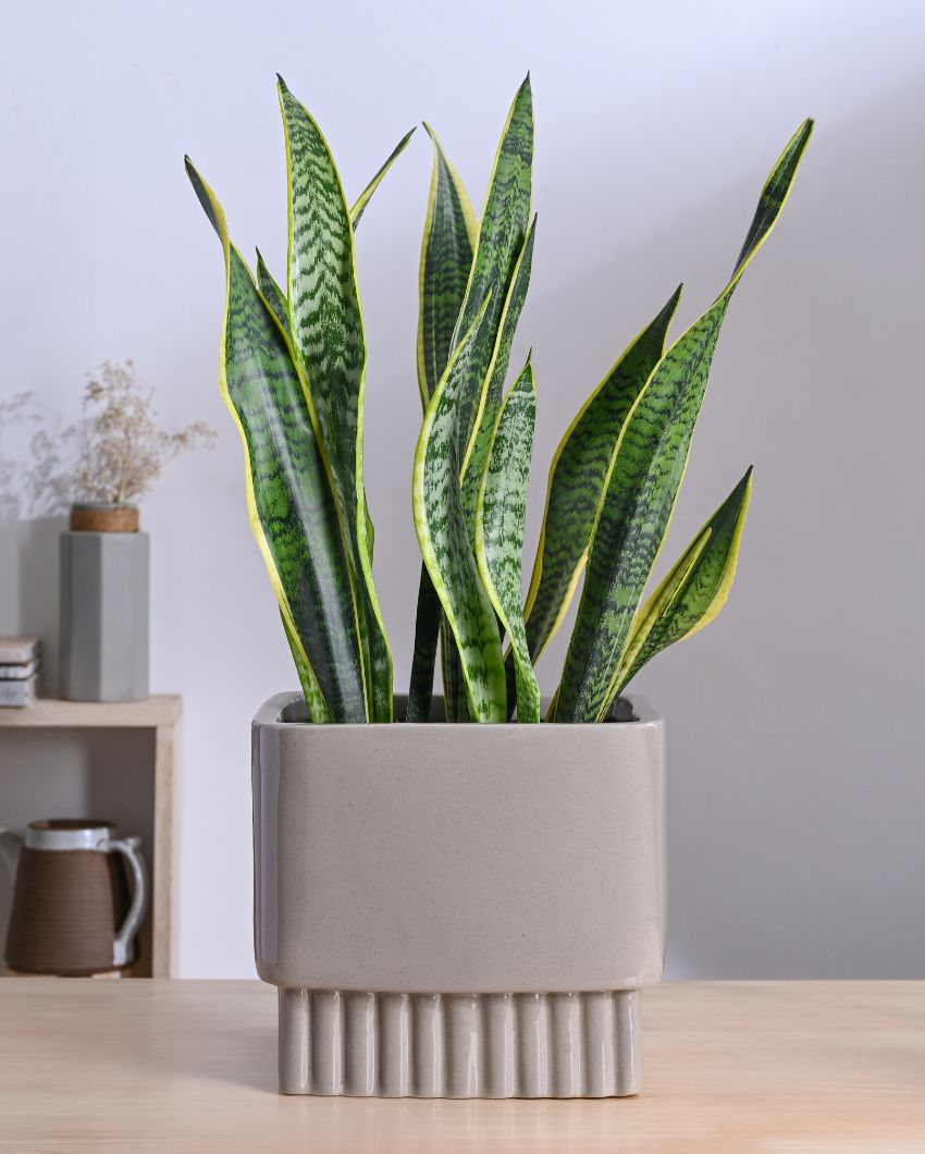 Immortal Nights Large Square Ceramic Planter | 13 x 13 inches | 'Only Planter'