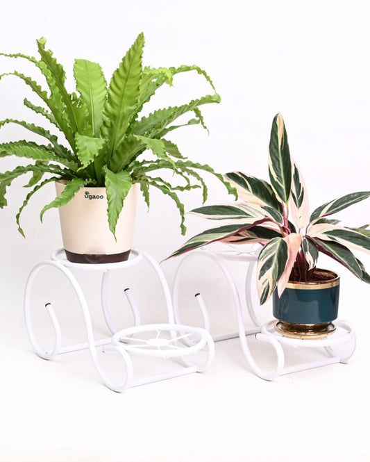 Swirl Decorative White Plant Stands | Set Of 2