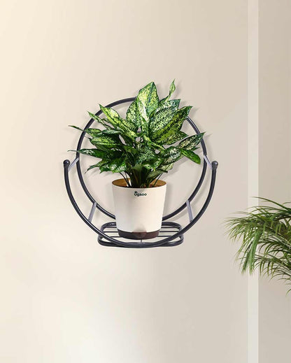 Beautiful Concave Wall Mounting Planter Stand | 17 x 9 inches