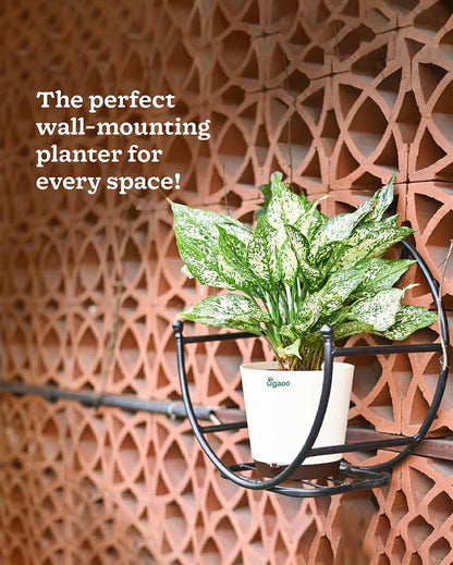 Beautiful Concave Wall Mounting Planter Stand | 17 x 9 inches