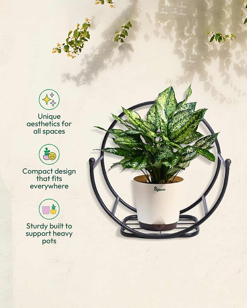 Beautiful Concave Wall Mounting Planter Stand | 17 x 9 inches