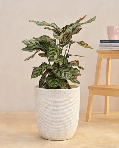 Milano Short Small Plastic Planter | 12 inch White