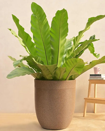 Milano Short Large Plastic Planter | 20 inch Brown