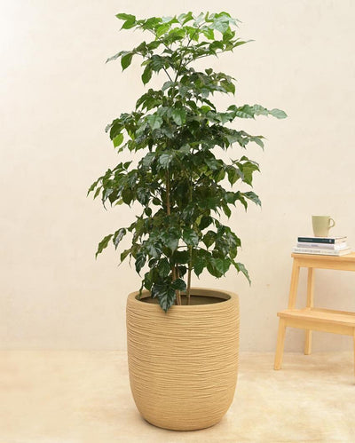 Short Rib Medium Plastic Planter | 17 inch Brown