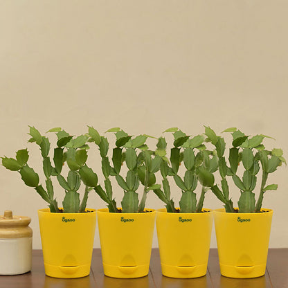 Christmas Cactus Plant with Krish Self Watering Yellow Plastic Pot | Set of 4 Default Title