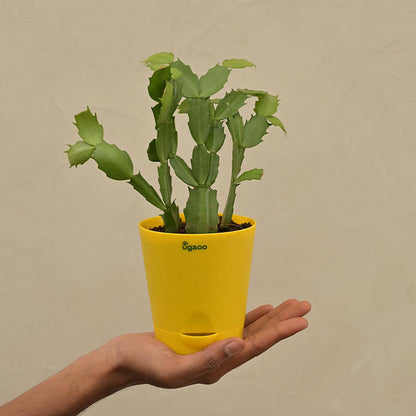 Christmas Cactus Plant with Krish Self Watering Yellow Plastic Pot | Set of 4 Default Title