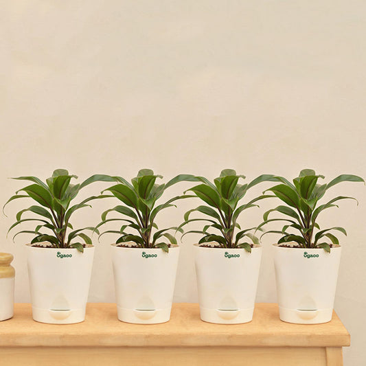 Dracaena Coffee Plant with Krish self watering Ivory Plastic Pot | Set of 4 Default Title