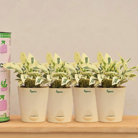 Ficus Prestige Plant with Krish self watering Ivory Plastic Pot | Set of 4 Default Title