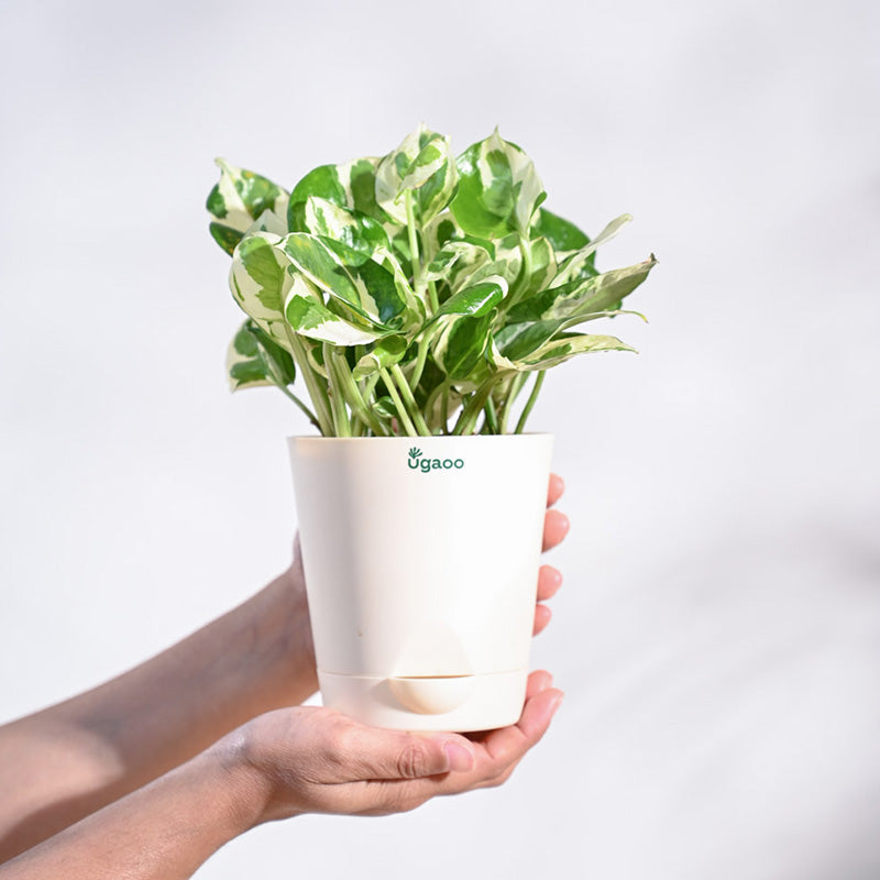 Money Plant N' Joy with Krish Self Watering Brown Plastic Pot | Set of 4 Default Title
