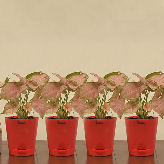 Syngonium Pink Plant with Krish Self Watering Brown Plastic Pot | Set of 4 Default Title