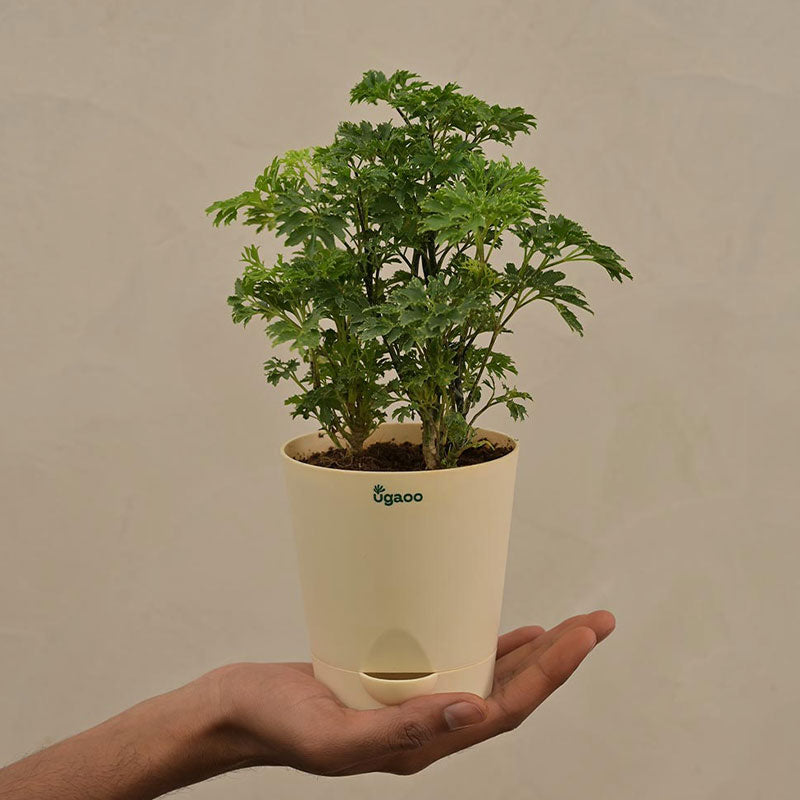 Aralia Golden Plant with Krish Self Watering Yellow Plastic Pot | Set of 4 Default Title