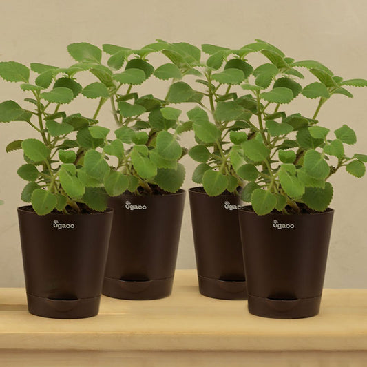Ajwain Plant with Krish self watering Brown Plastic Pot | Set of 4 Default Title