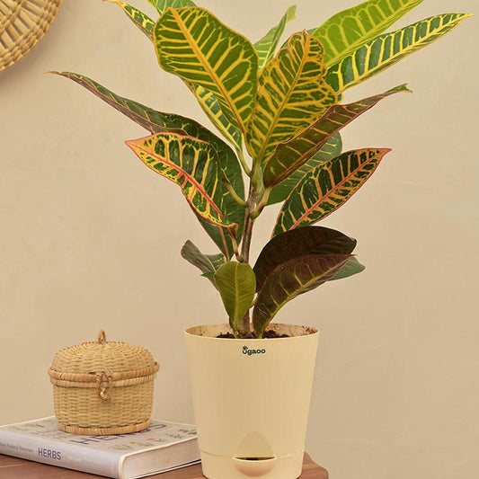 Croton Petra Plant With Self Watering Ivory Pot Default Title