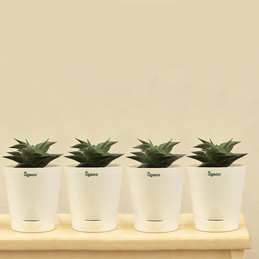 Aloe Vera Star Plant with Krish self watering Ivory Plastic Pot | Set of 4 Default Title