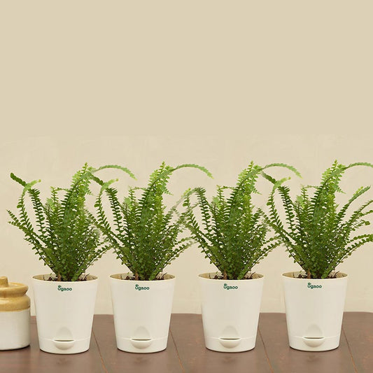 Fern Button Plant with Krish self watering Ivory Plastic Pot | Set of 4 Default Title