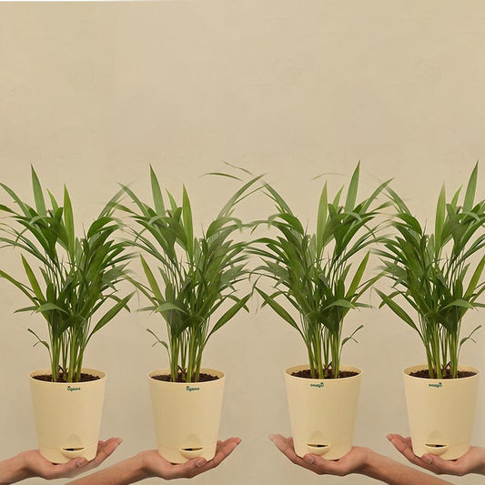 Areca Plam Plant with Krish self watering Ivory Plastic Pot | Set of 4 Default Title