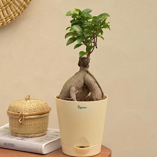 Ficus Bonsai With Self Watering Ivory Pot Default Title