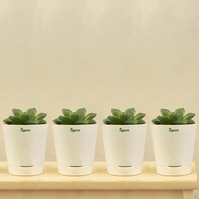 Haworthia Cymbiformis Plant with Krish self watering Ivory Plastic Pot | Set of 4 Default Title