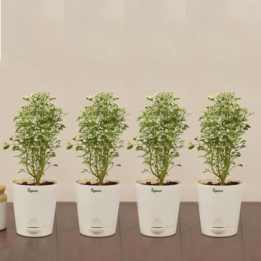 Aralia Variegated White Mini Plant with krish self watering Ivory Plastic Pot | Set of 4 Default Title