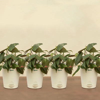 Philodendron Micans Plant with Krish Self Watering Ivory Plastic Pot | Set of 4 Default Title