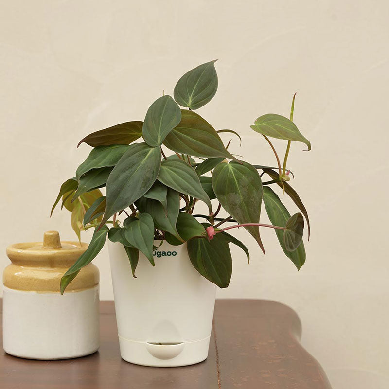 Philodendron Micans Plant with Krish Self Watering Ivory Plastic Pot | Set of 4 Default Title