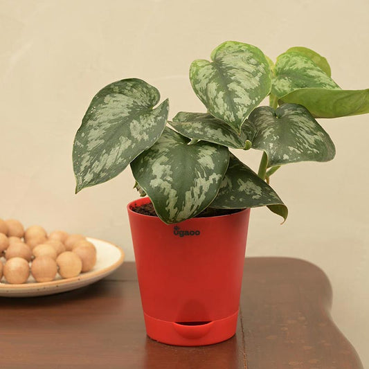 Money Plant With Self Watering Red pot Default Title