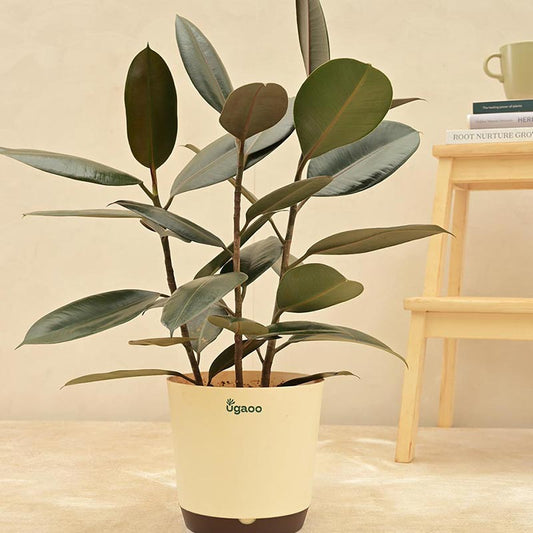 Rubber Plant With Self Watering Ivory Pot Default Title