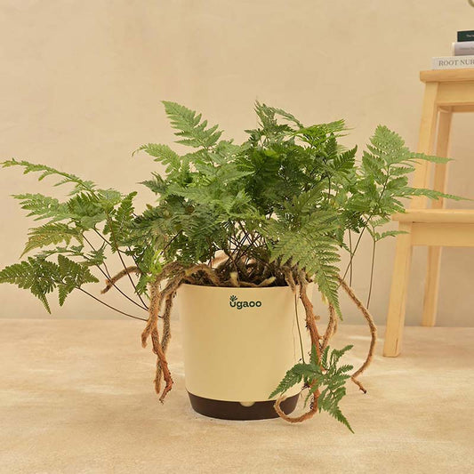 Rabbit Foot Fern Plant With Self Watering Ivory Pot Default Title