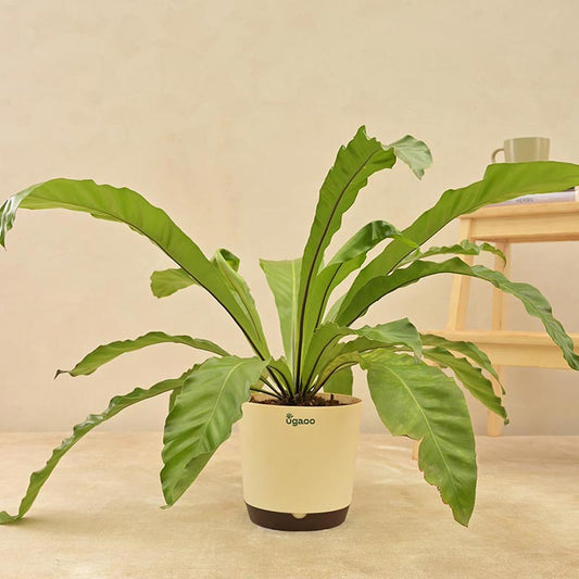 Bird Nest Fern Plant With Self Watering Ivory Pot Default Title