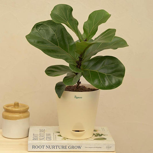 Fiddle Leaf Plant With Self Watering Ivory Pot Default Title
