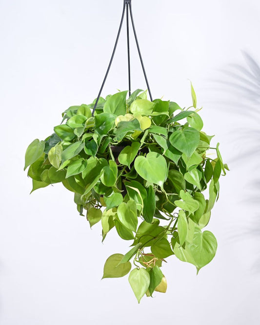 Philodendron Oxycardium Golden With Hanging Pot