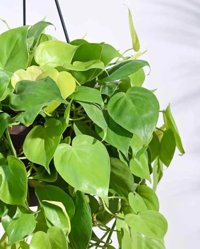 Philodendron Oxycardium Golden With Hanging Pot