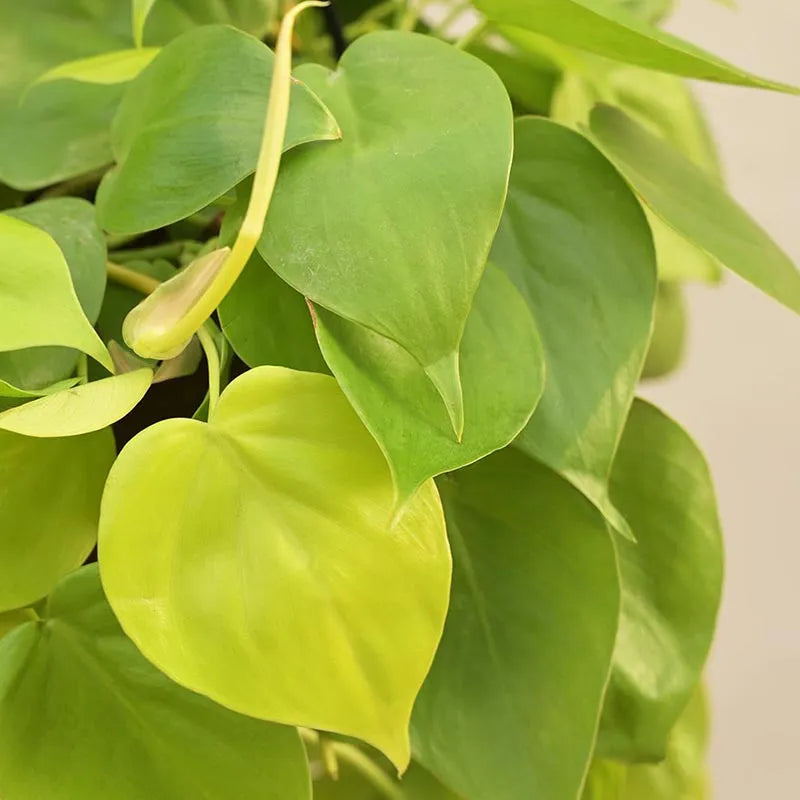 Philodendron Oxycardium Golden With Hanging Pot Default Title