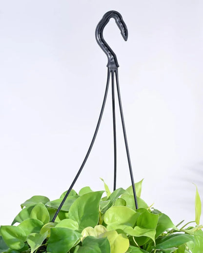 Philodendron Oxycardium Golden With Hanging Pot