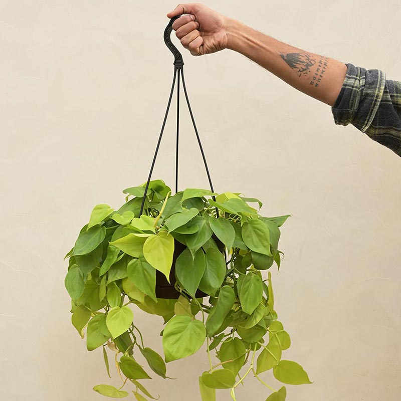 Philodendron Oxycardium Golden With Hanging Pot Default Title