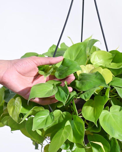 Philodendron Oxycardium Golden With Hanging Pot