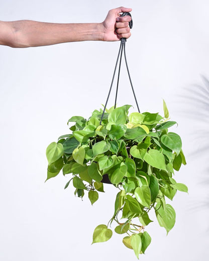 Philodendron Oxycardium Golden With Hanging Pot