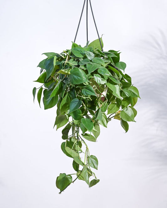Philodendrom Oxycardium Green With Hanging Pot