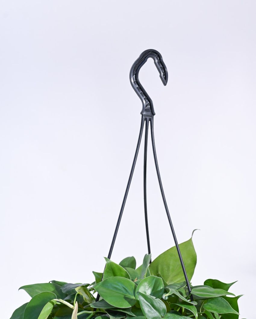 Philodendrom Oxycardium Green With Hanging Pot