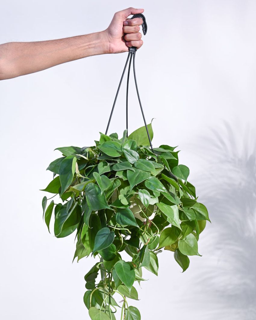 Philodendrom Oxycardium Green With Hanging Pot