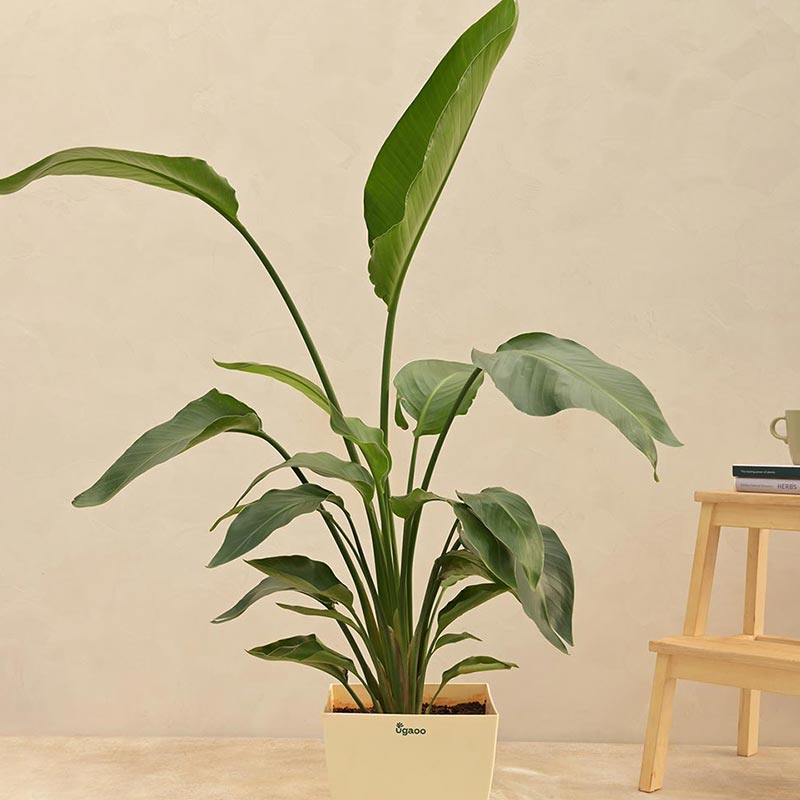 Bird Of Paradise Plant With Self Watering Ivory Pot Default Title