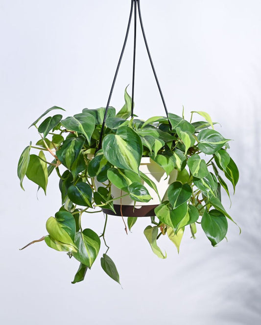 Philodendron Oxycardium Brasil With Hanging Pot