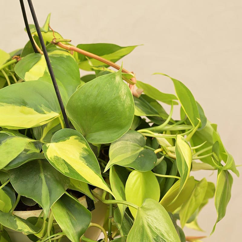 Philodendron Oxycardium Brasil With Hanging Pot Default Title
