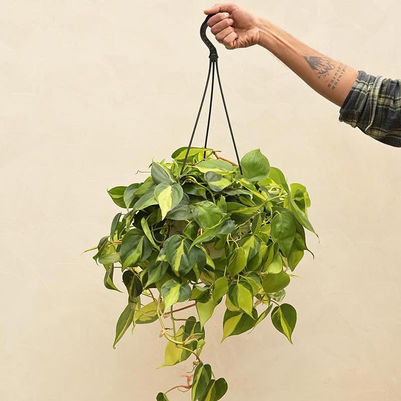 Philodendron Oxycardium Brasil With Hanging Pot Default Title