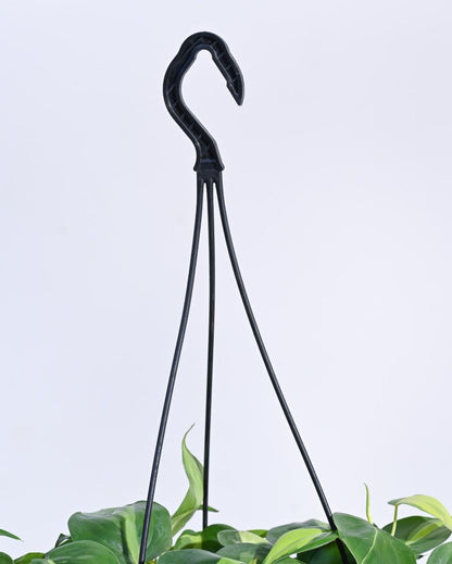 Philodendron Oxycardium Brasil With Hanging Pot